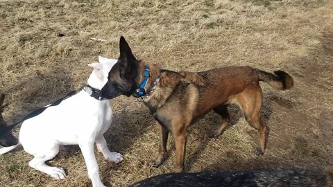 Dogo Argentino Puppy meets Belgian Malinois, Dutch Shepherd and a German Shepherd