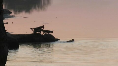 African wild dogs hunt antelope that's hiding inside lake