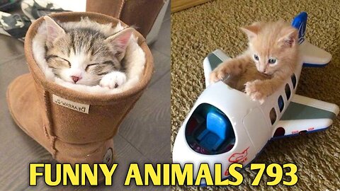 Baby Cats - Cute and Funny Cat Videos Compilation #21 | Aww Animals | #cats #dogs #animals #funny