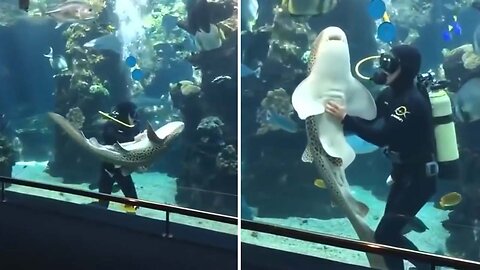 Zebra shark receives belly rubs from aquarium keeper