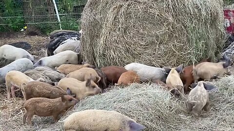 Mangalitsa Piglets Love Getting a New Bale of Hay in Their Training Pen