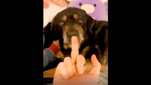 Dog’s Reaction In The Face Of athe Middle Finger 😂 So Funny