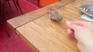 Friendly sparrow eats food from human's hand