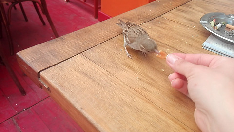 Friendly sparrow eats food from human's hand