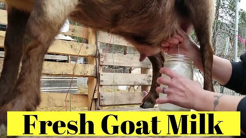 Fresh Goat Milk