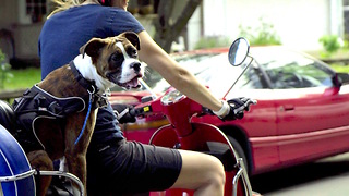 Boxer dog joyrides a Vespa