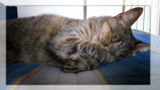 Very cute sleeping cat despite road works