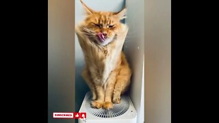 cute cat videos 😹 funny videos 😂1786