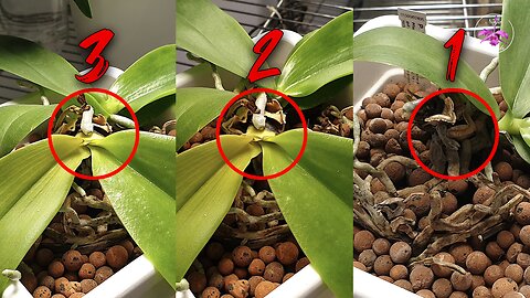 Crown Rot Stem Rot Collar Rot ! Does it really matter if the OUTCOME is the SAME? #ninjaorchids