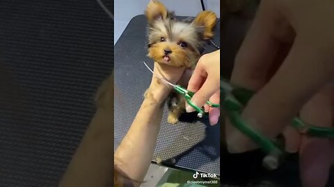 Dog Gets CRAZY Haircut tiktok cieebmymst388