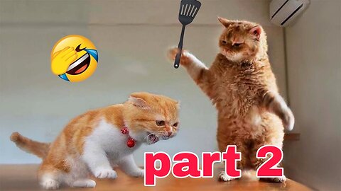 Funniest Animals 2023 Dogs & Cats part2