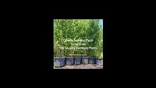 Tired Of Replacing Fences Try Clumping Bamboo - Taller - Ocoee Bamboo Farm 407-777-4807