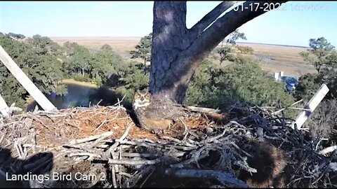 Female Great Horned Owl Daytime Nestorations 🦉1/17/22 15:41