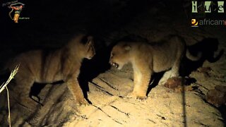 Daughters Of The Mapogo Lions - Rebuilding The Othawa Pride - 13: Playing In the Dark