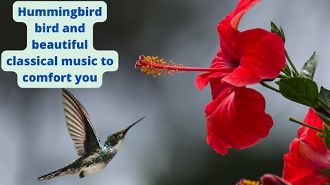Hummingbird bird and beautiful classical music to comfort you