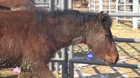 Trainers adopt wild horses and burros for the BLM's Mustang Mania Program