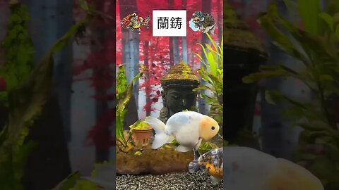 RANCHU TANK ACTION #fancygoldfish #aquarium #fishtank #ranchugoldfish #goldfishtank