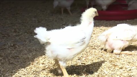 Denmark poultry farm takes extra steps to keep birds healthy