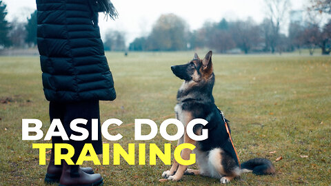 TOP 10 Basic Commands Every Dog Should Know for Basic Dog Training