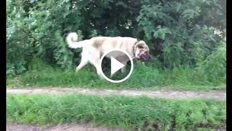Ginat Shepherd Dog With Walk