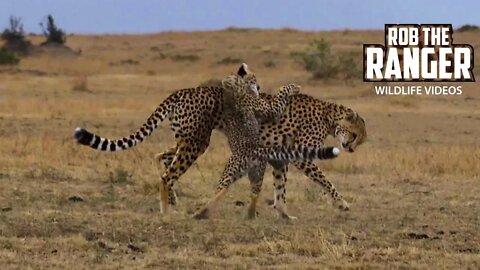 Cheetah Family Play, Catch & Eat Hare | Maasai Mara Safari | Zebra Plains