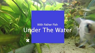 Under The Water : With Father Fish.