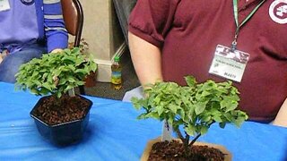 Birmingham Botanical Gardens Bonsai 1