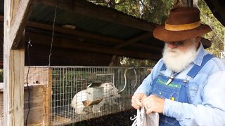 Meat Rabbits, New Breeding Season, Preparing the Nest