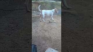 Watch dog watches his owner drive home