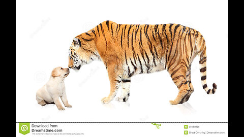 Sleeping dog vs fake tiger