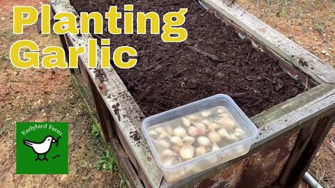 How To Grow Garlic from Cloves In a Container | Tips I learned While Planting Garlic
