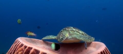 Sea Turtle Having A Nap on a Sponge