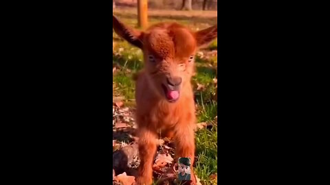 Cute & Funny Goat 🐐