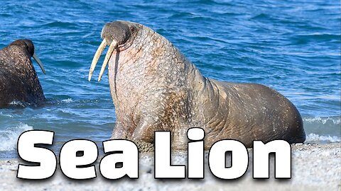 12 Interesting Facts of Sea Lions: Knowledge for Kids about Sea Lions