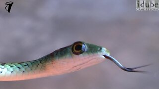 Spotted Bush-Snake (Philothamnus semivariegatus)