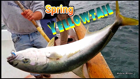 (57) 05/10/2019 - Spring Yellowtail action on the New Seaforth