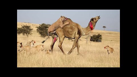 Camel vs. Lion: Who Will Reign Supreme?|The Ultimate Desert Duel: Camel vs. Lion|