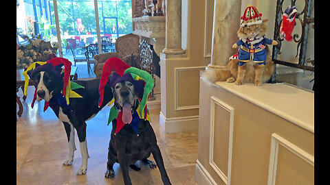 Funny Great Danes & Cat Dress Up For King Charles' Coronation Celebration