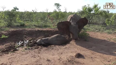 African Elephants Playing In The Mud