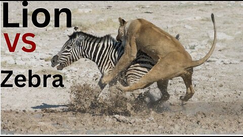 Amazing: Lion vs Zebra with unexpected escape