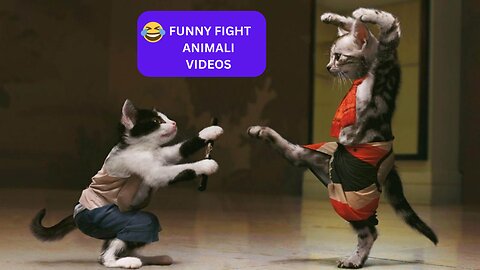Fight Animals cats vs dogs by FUNNY ANIMALI VIDEOS