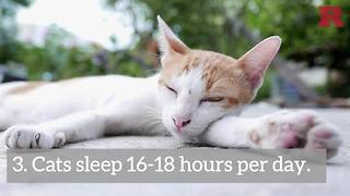 5 Facts That You Need To Know About Cats | Rare Animals