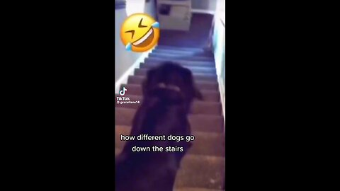 Different ways dogs go down the stairs