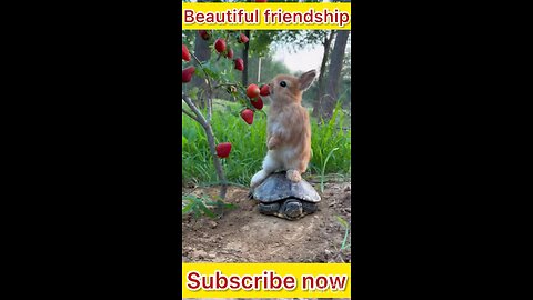 Funny pets lovely video #funnypets #funnyanimals #animals #pets #love