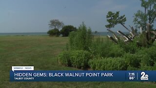 Visiting the Black Walnut State Park on the shores of the Choptank River