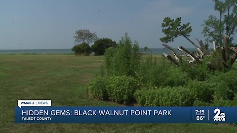 Visiting the Black Walnut State Park on the shores of the Choptank River