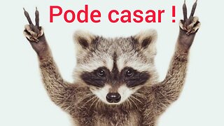 Aula do Mestre Raccoon!