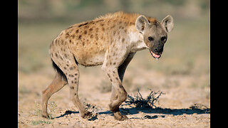 ~Hyena~