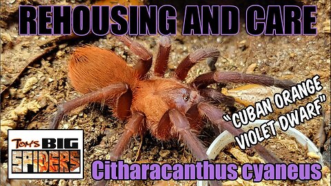 C. cyaneus "Cuban Orange/Violet dwarf" Rehousing and Care