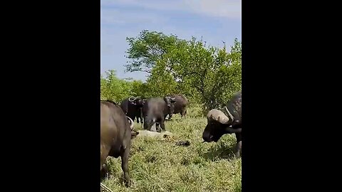 Herd Of Buffaloes Tramples Old Male Lion In Epic Battle